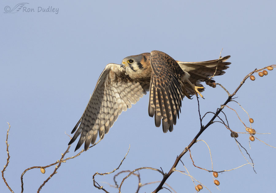 american-kestrel-9481-ron-dudley