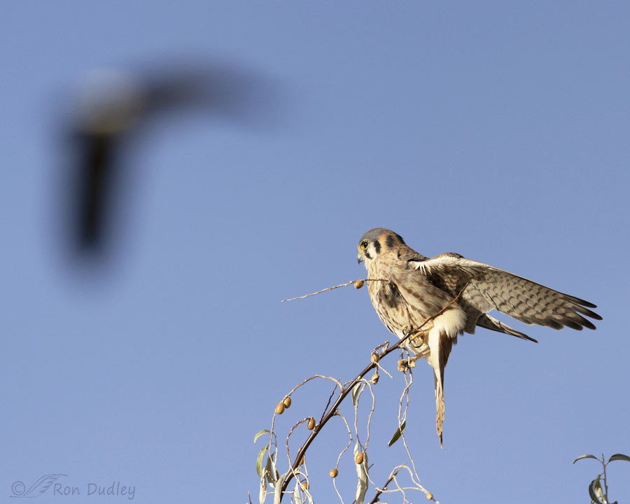 american-kestrel-9499-ron-dudley