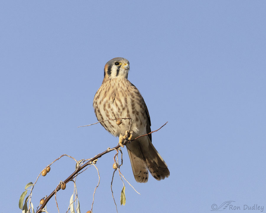 american-kestrel-9592-ron-dudley