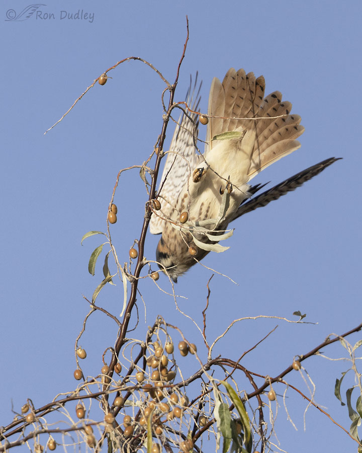 american-kestrel-9604-ron-dudley
