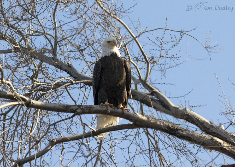 bald-eagle-2440-ron-dudley