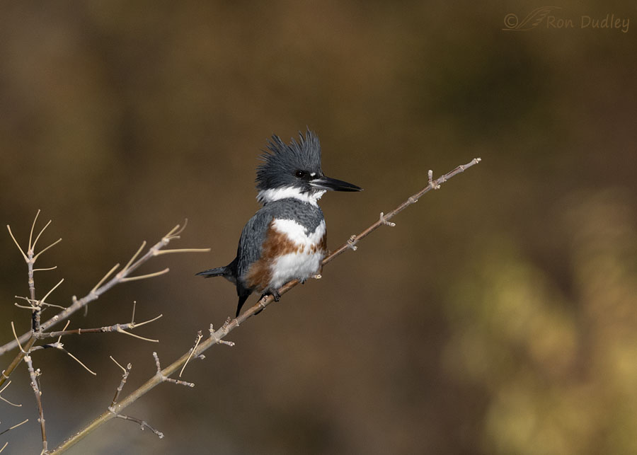 belted-kingfisher-8775-ron-dudley