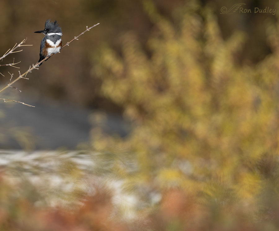 belted-kingfisher-8791-small-in-frame-ron-dudley