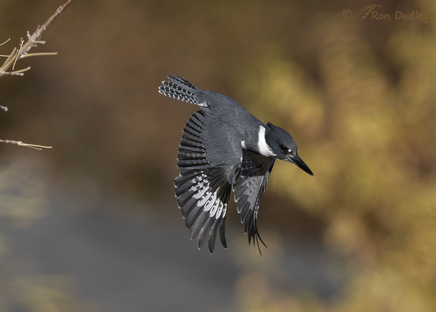 belted-kingfisher-8796-ron-dudley