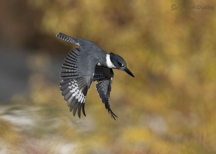 belted-kingfisher-8797-horizontal-ron-dudley