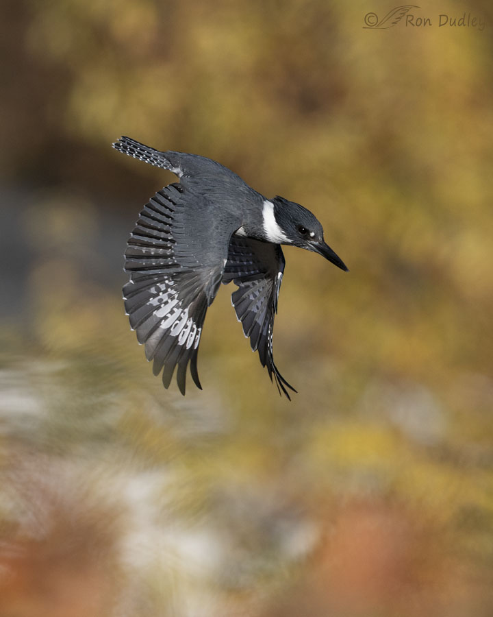 belted-kingfisher-8797-vertical-ron-dudley
