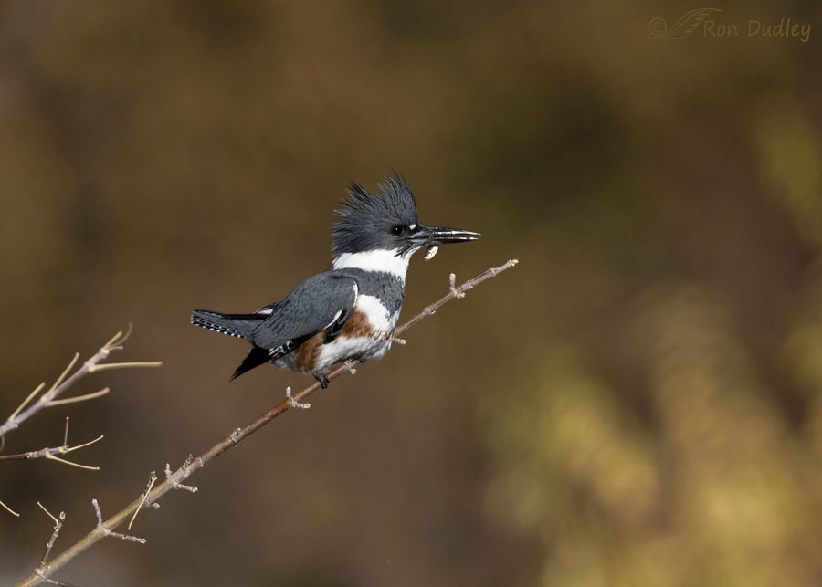 belted-kingfisher-8803-ron-dudley