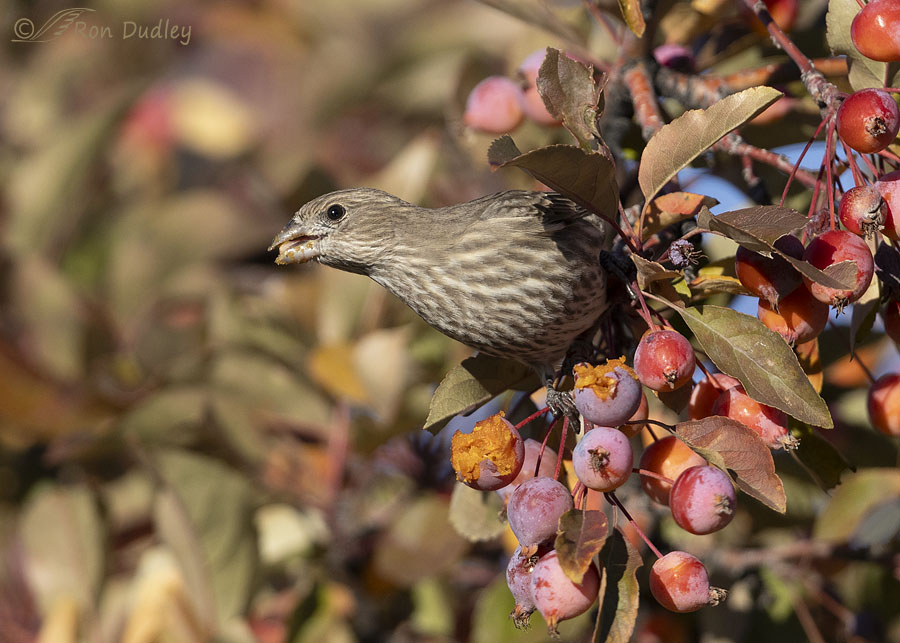 house-finch-7507-ron-dudley