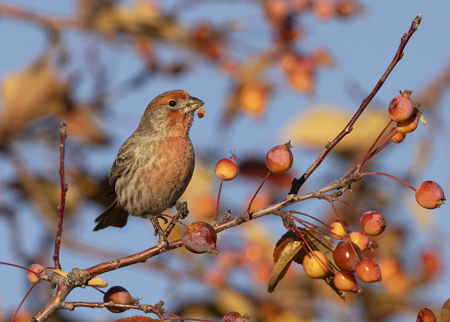 house-finch-8936-ron-dudley