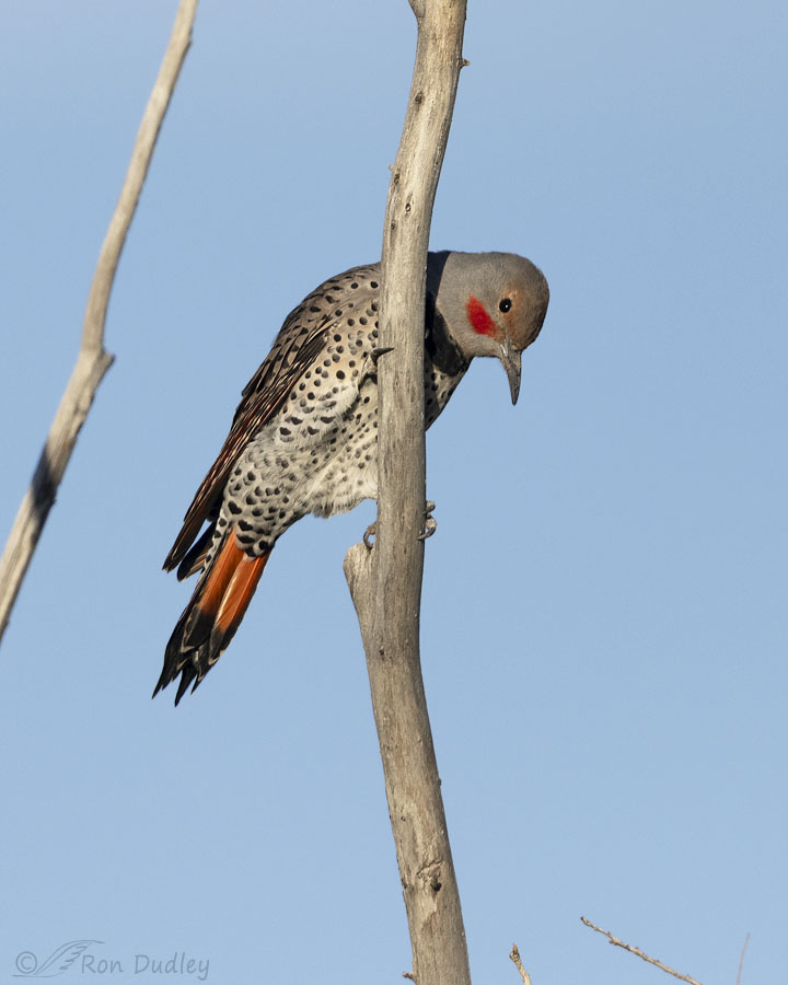 northern-flicker-5717-ron-dudley