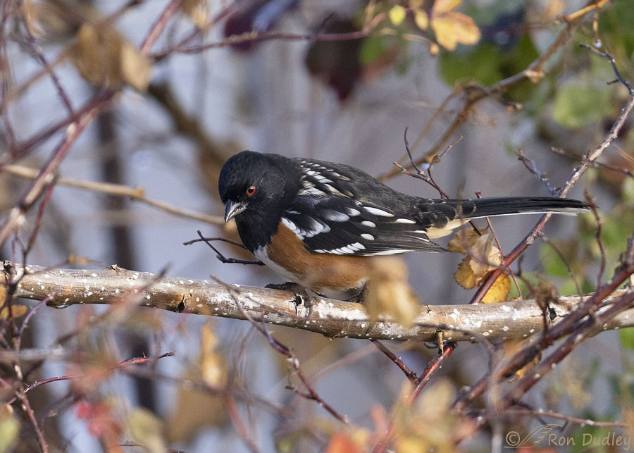 spotted-towhee-0331-ron-dudley