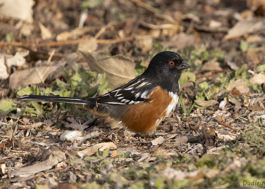 spotted-towhee-0416-ron-dudley