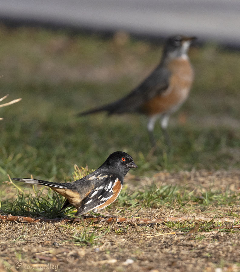 spotted-towhee-0502-ron-dudley