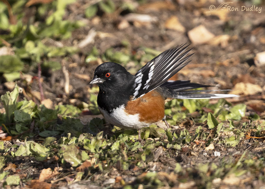 spotted-towhee-0573-ron-dudley