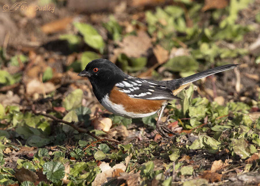 spotted-towhee-0580-ron-dudley