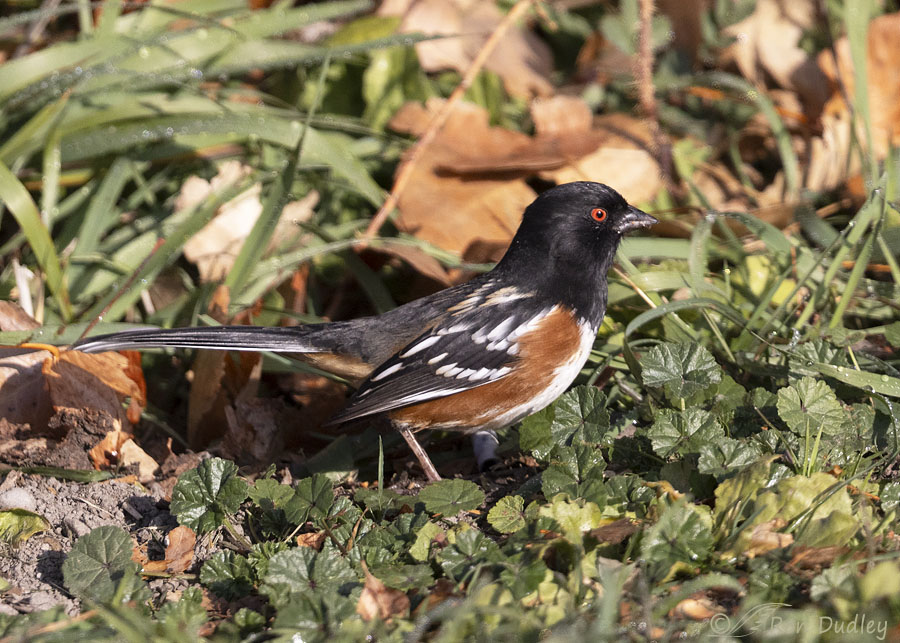 spotted-towhee-0616-ron-dudley