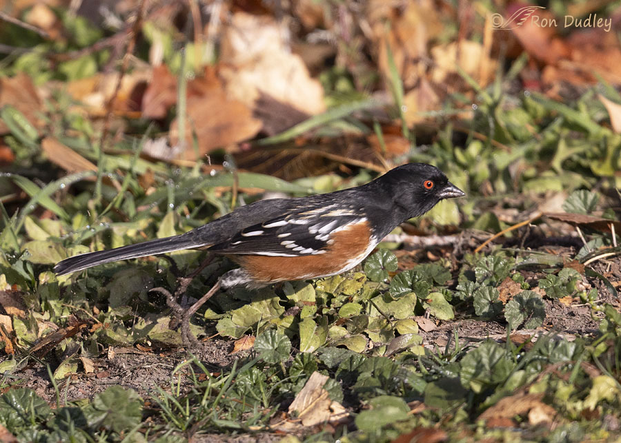 spotted-towhee-0649-ron-dudley