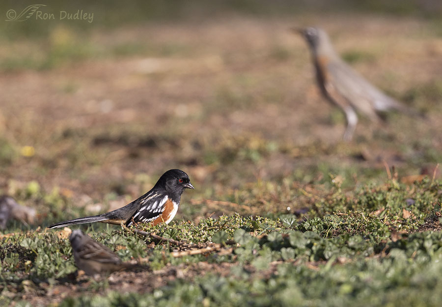 spotted-towhee-0652-ron-dudley