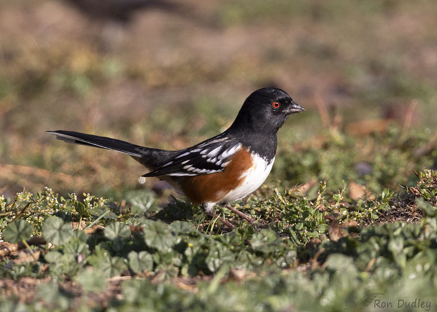 spotted-towhee-0662-ron-dudley