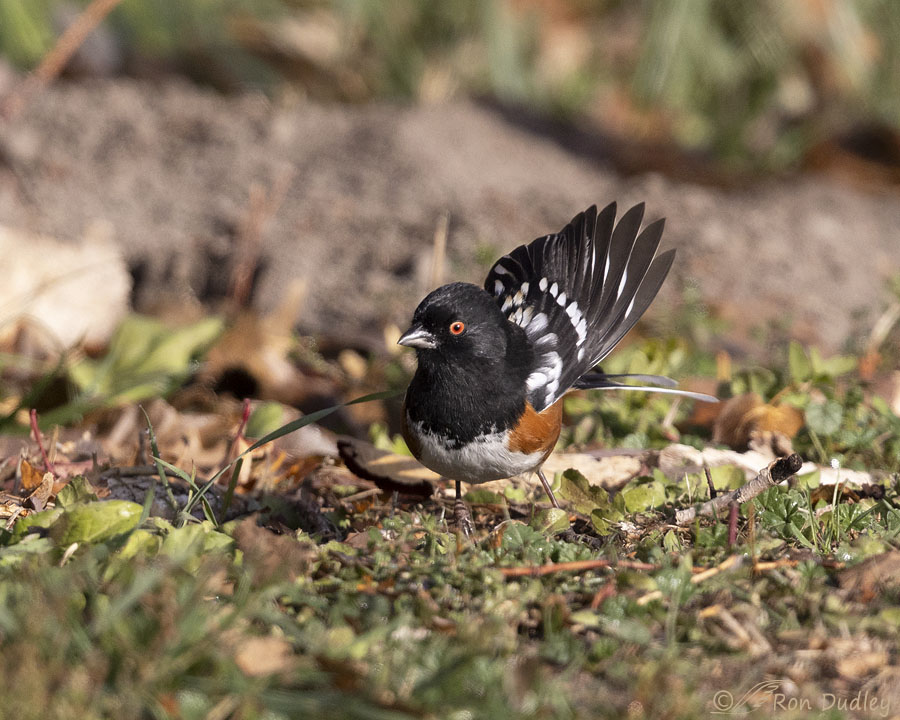 spotted-towhee-0691-ron-dudley