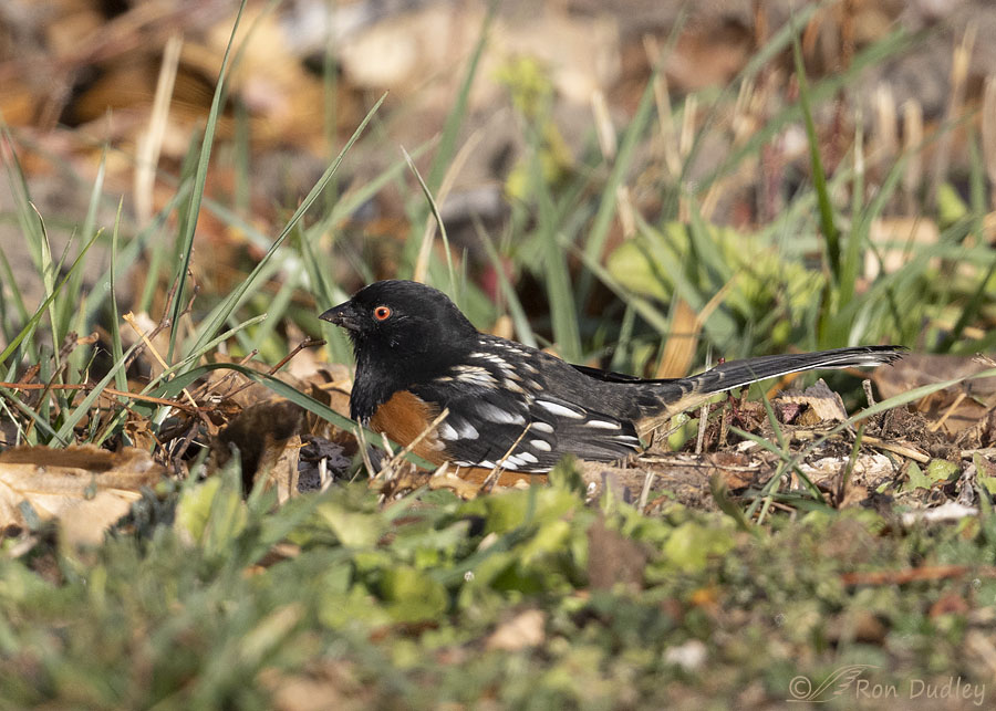 spotted-towhee-0811-ron-dudley