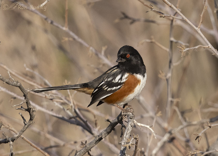 spotted-towhee-0981-ron-dudley