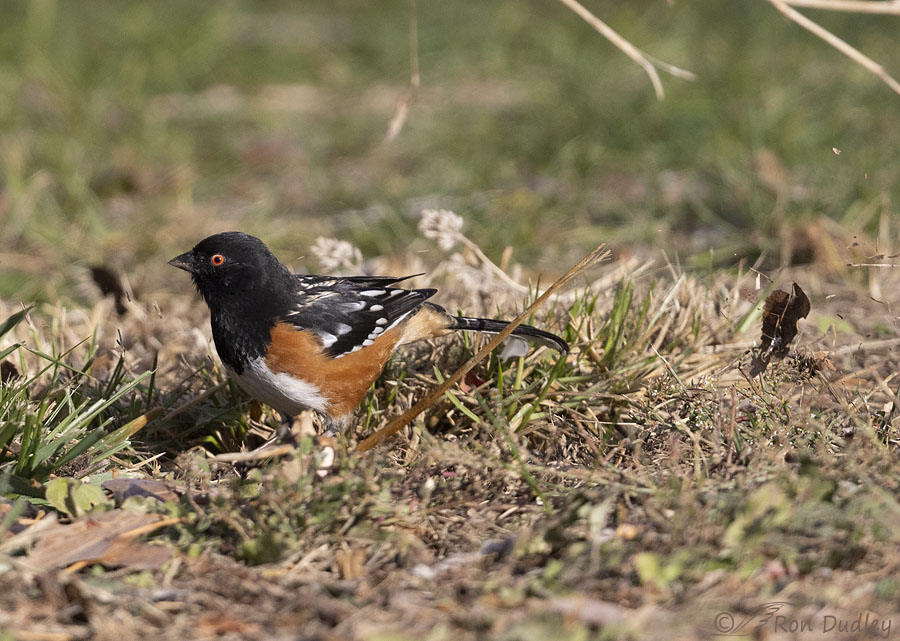 spotted-towhee-1170-ron-dudley