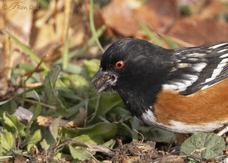 spotted-towhee-1296-ron-dudley