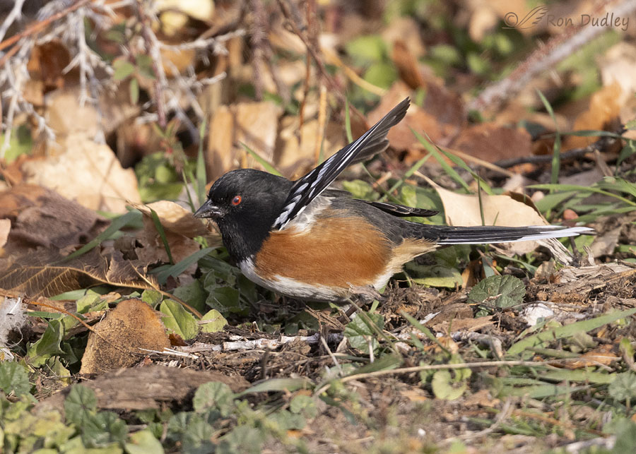 spotted-towhee-1331-ron-dudley