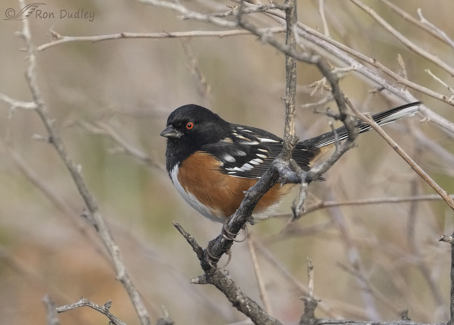 spotted-towhee-9924-ron-dudley