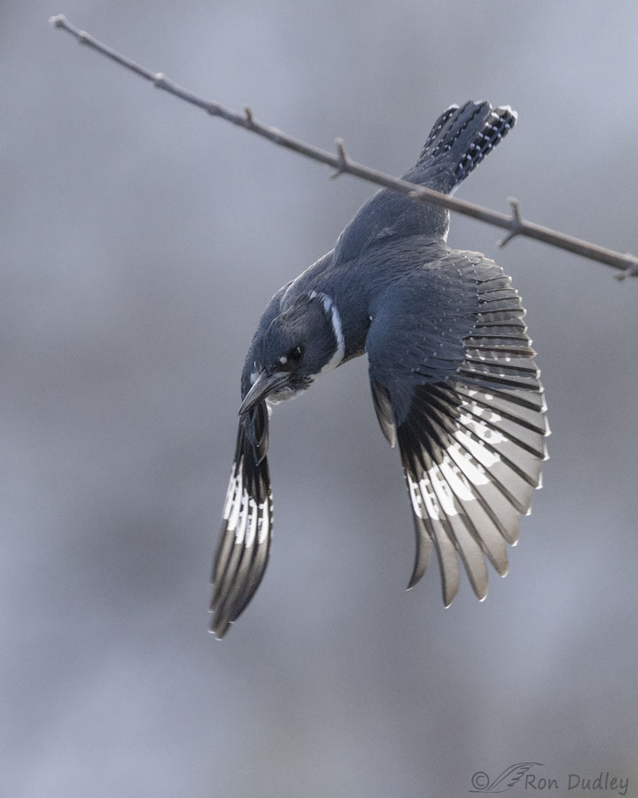 belted-kingfisher-2320-ron-dudley