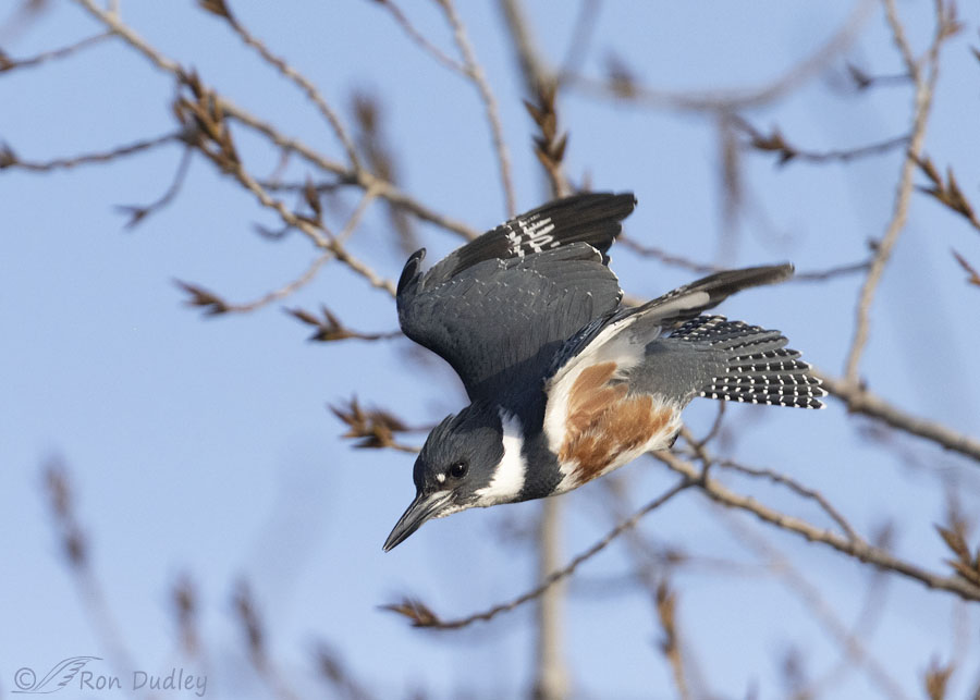 belted-kingfisher-2364-ron-dudley
