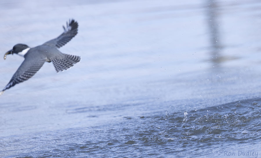 belted-kingfisher-2380-ron-dudley