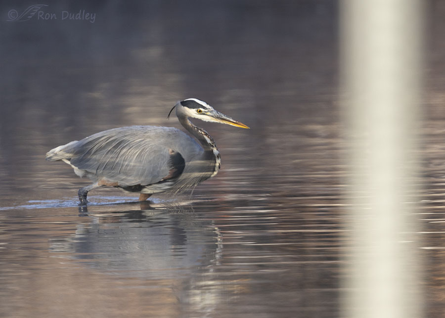 great-blue-heron-1762-ron-dudley
