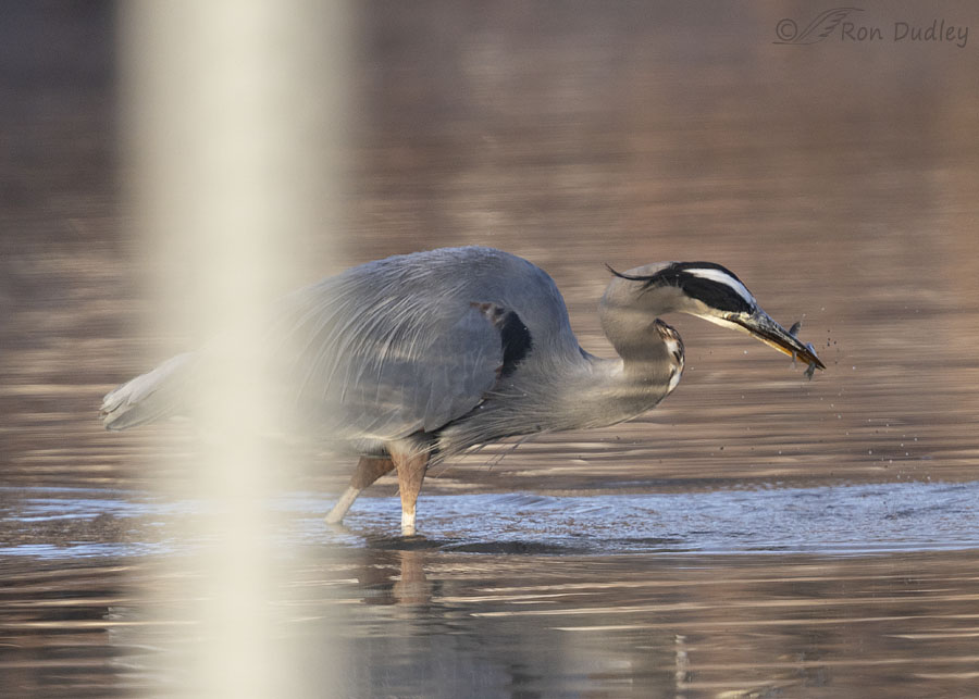 great-blue-heron-1763-ron-dudley