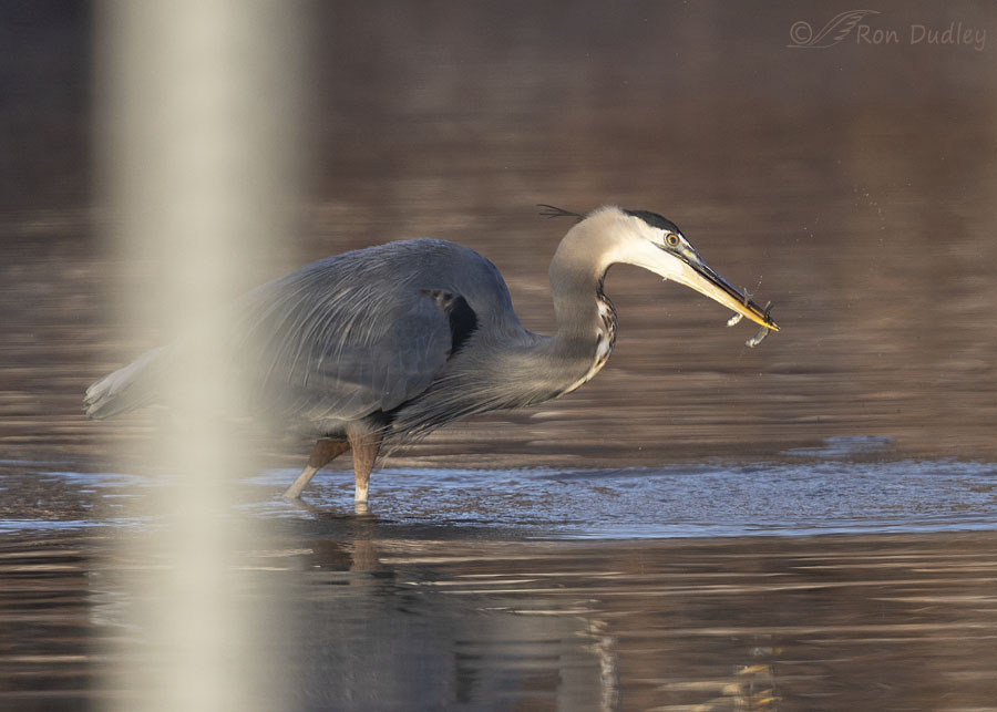 great-blue-heron-1767-ron-dudley