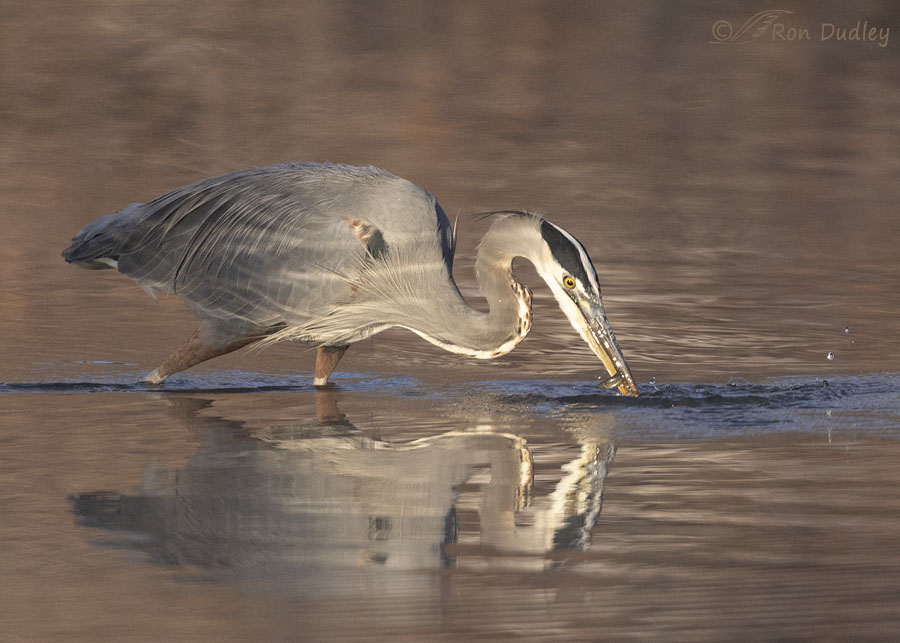 great-blue-heron-1795-ron-dudley