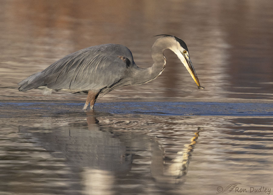 great-blue-heron-1888-ron-dudley