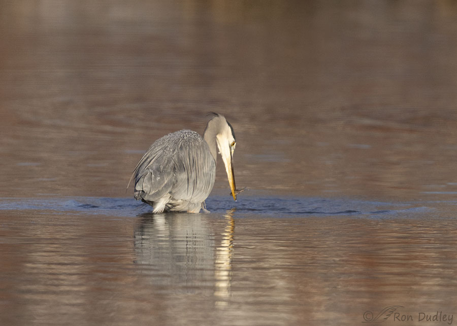great-blue-heron-1916-ron-dudley