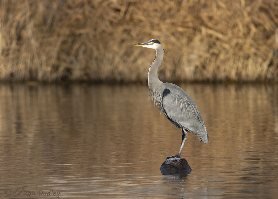 great-blue-heron-2186-ron-dudley