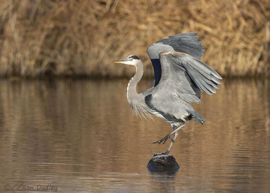 great-blue-heron-2187-ron-dudley