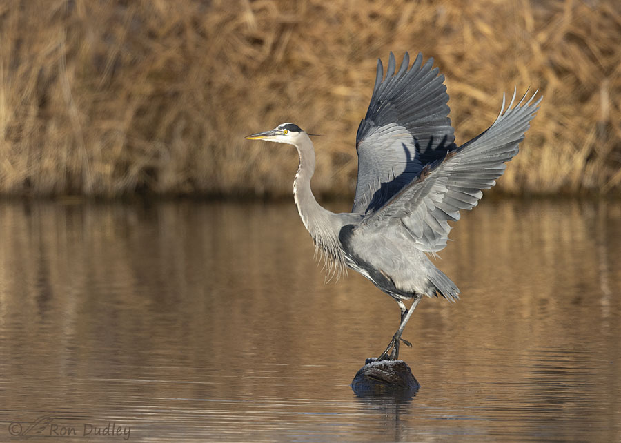 great-blue-heron-2188-ron-dudley