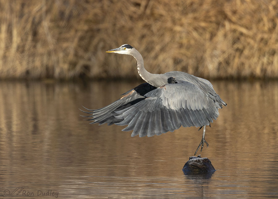 great-blue-heron-2189-ron-dudley