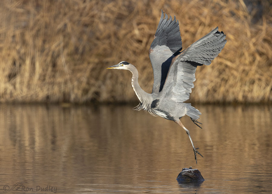 great-blue-heron-2190-ron-dudley