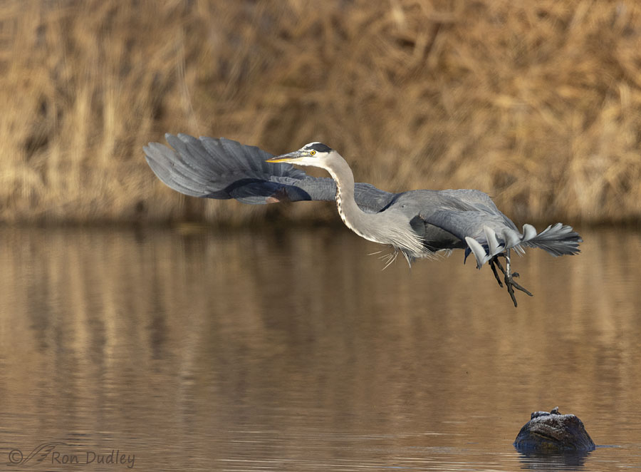great-blue-heron-2191-ron-dudley