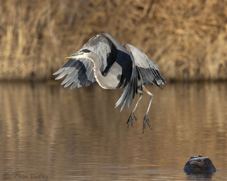 great-blue-heron-2192-ron-dudley