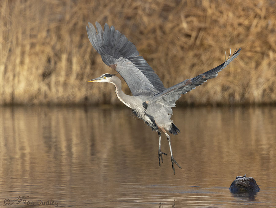 great-blue-heron-2193-ron-dudley