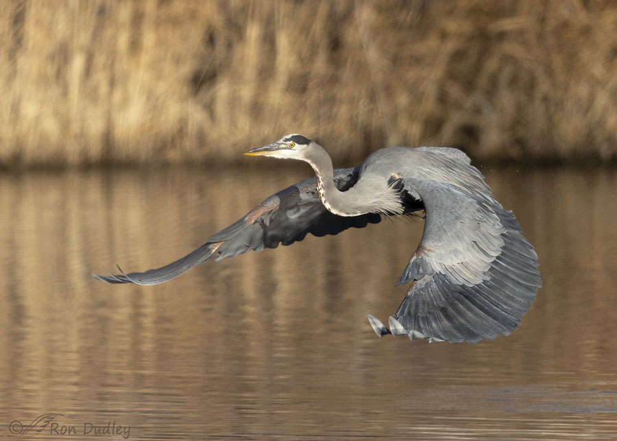 great-blue-heron-2194-ron-dudley