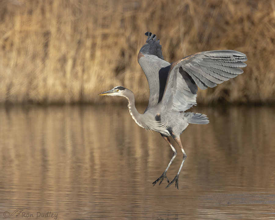 great-blue-heron-2195-ron-dudley