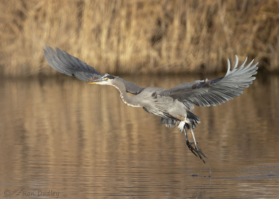 great-blue-heron-2196-ron-dudley
